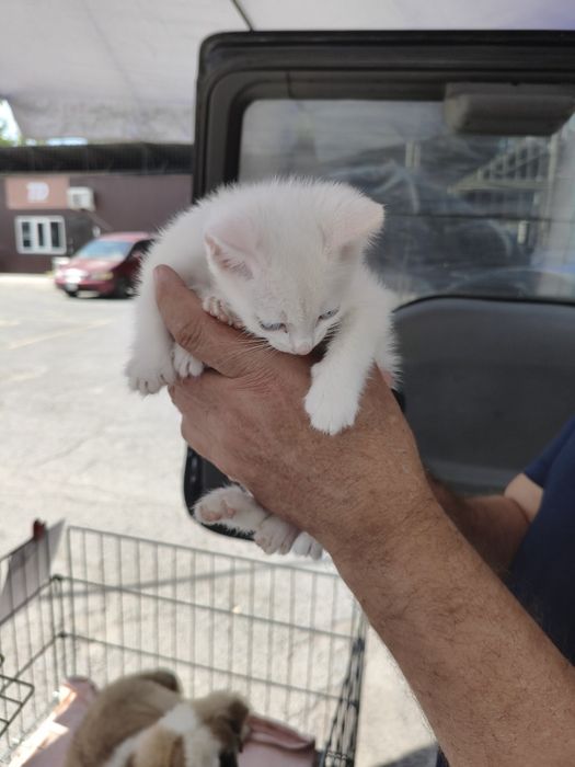 Продам котят мальчики девочки