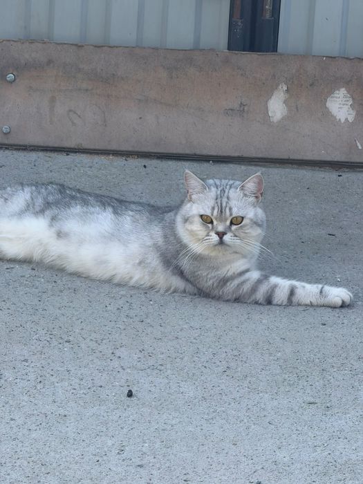 Котик Томас именно этот