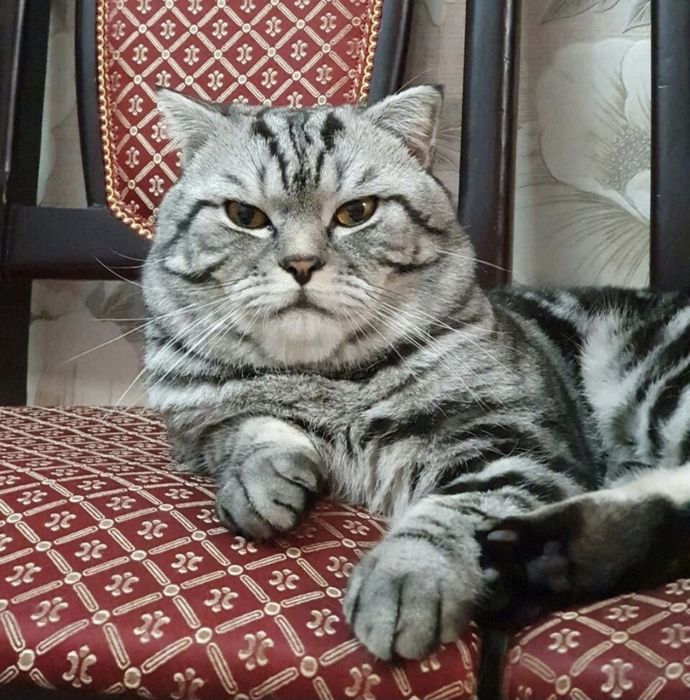 Продам милых,красивых котят.