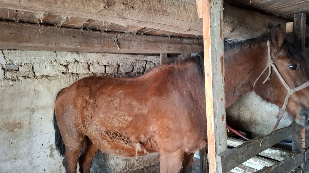 Продам кобылу (полутяж)