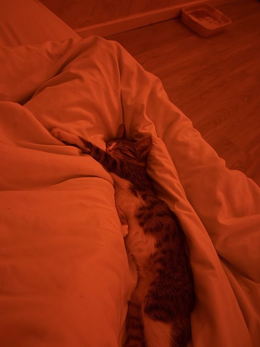 Отдам котенка в хорошие руки