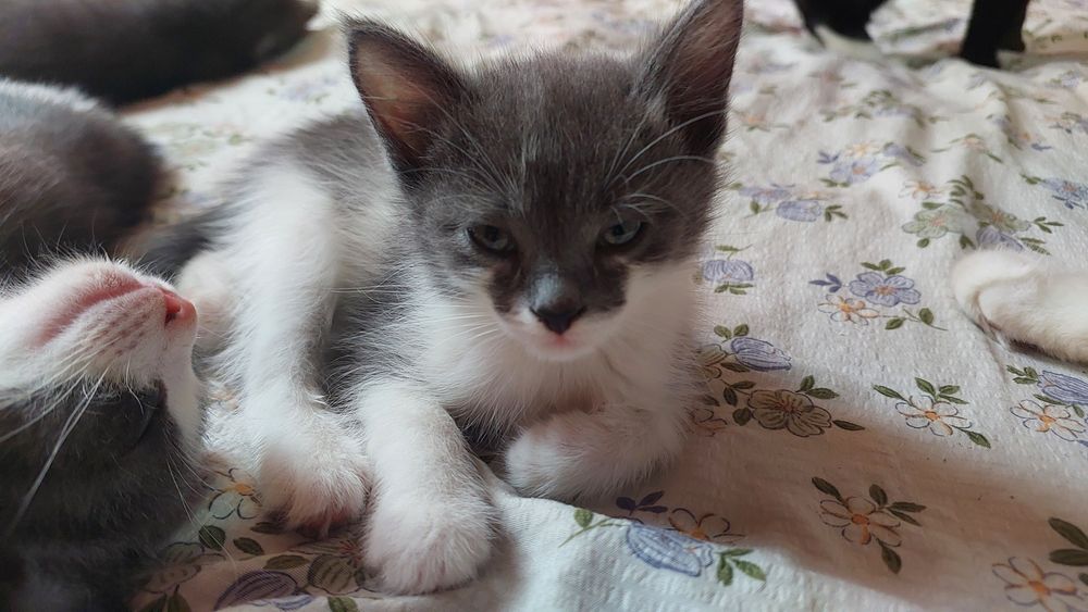 Очаровательные домашние котята