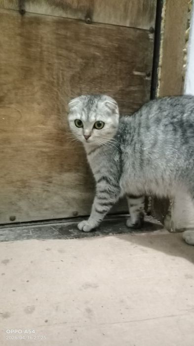 Кошка вислоухий с котенком
