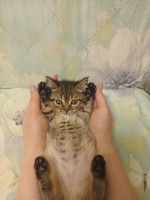 Отдам котёнка лапочку, в хорошие руки.