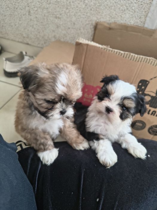 Shih tzu Talie mica
