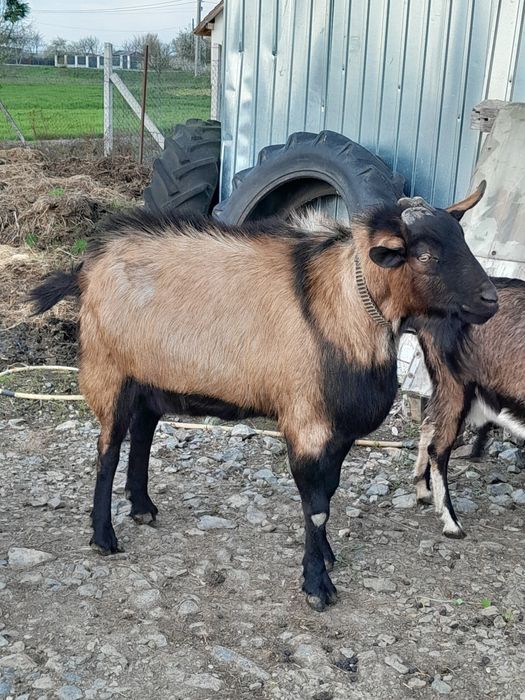 Vand iezi si un tap alpin francez