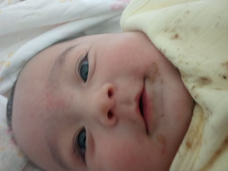 Cervis bogema dvenadsat person