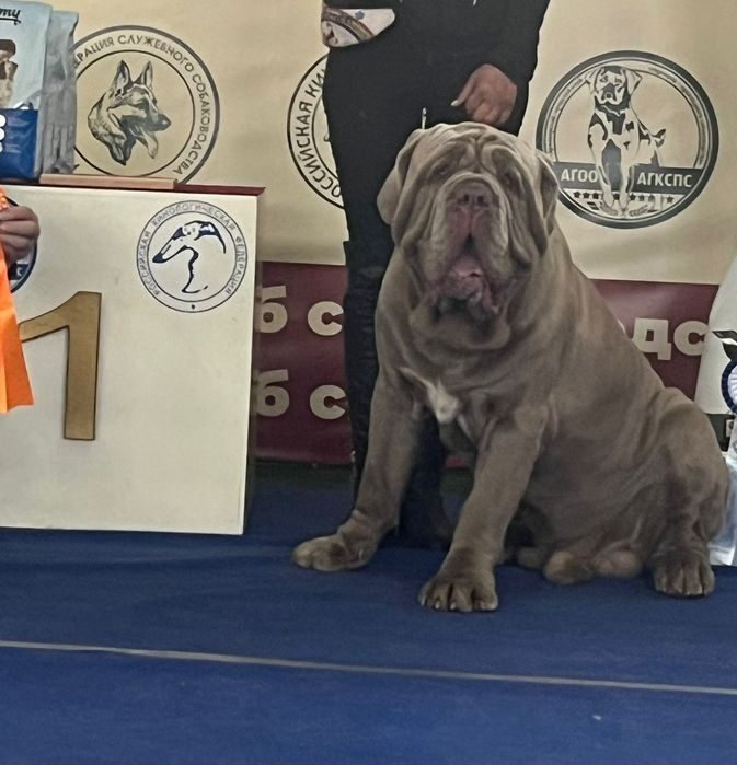 Мастино наполетано