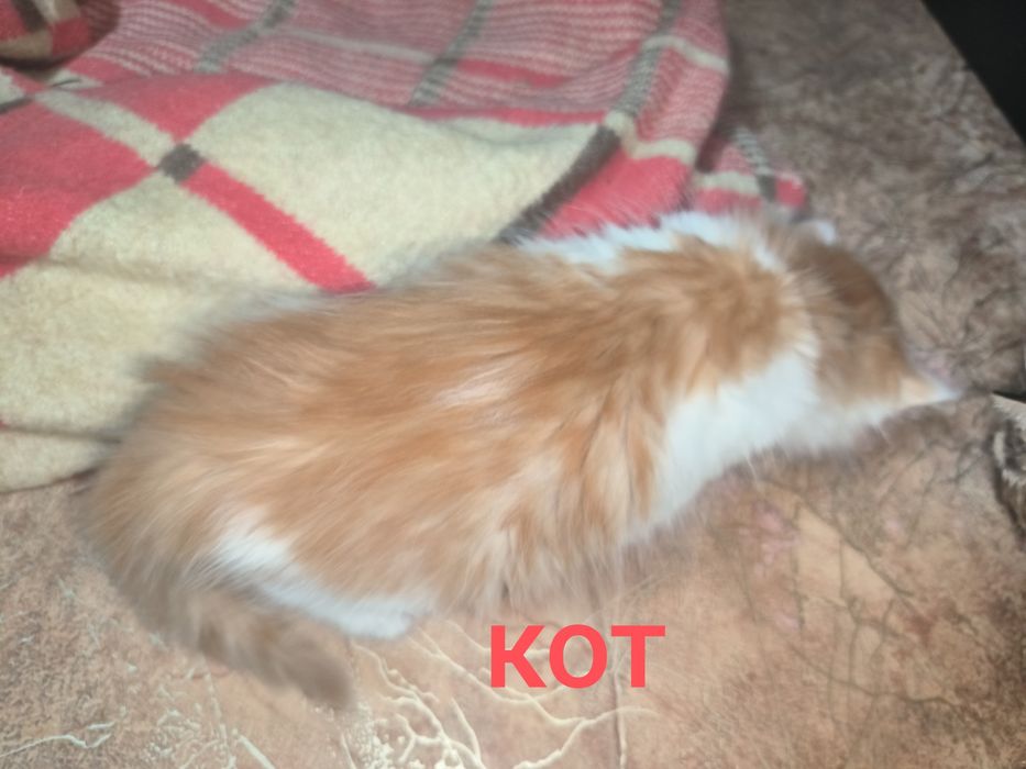 Отдам котят бесплатно