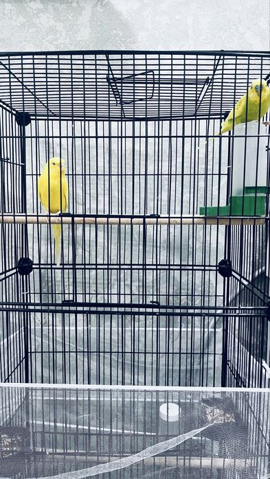 Попугай сатылады кыз бен ул