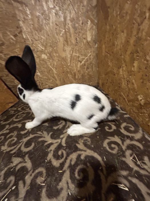 Uriaș pestriț de vanzare