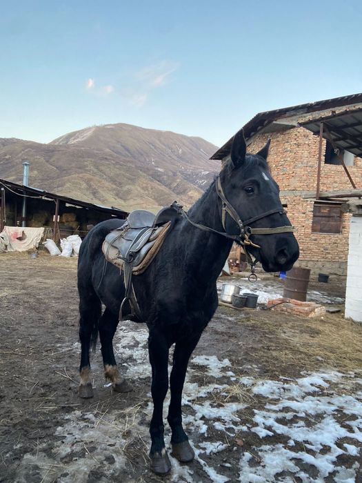 Продаётся ездовой жеребец