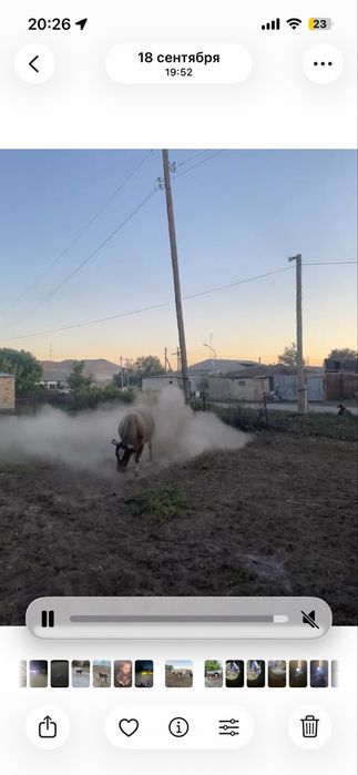 Бұқа сатылымда жақсы бұқа