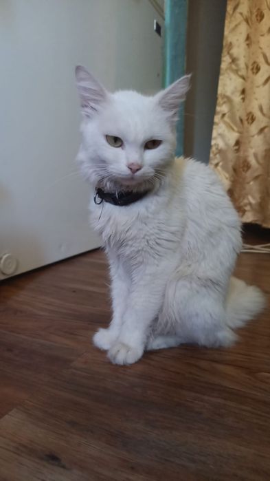 Котята 1.5 месяца бесплатно