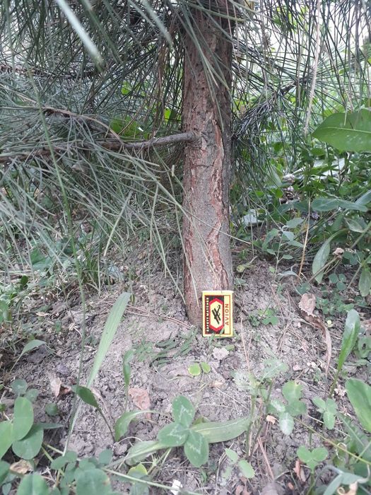 Крымская сосна сотилади 4-5йили  стволи бакуват зур шохлангап.