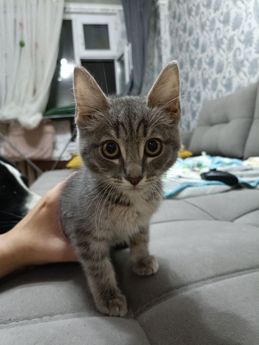 Котенок даром Астана