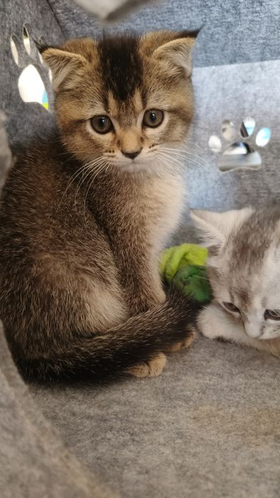 Продаются котята шиншиллы