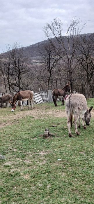 Vand 2 magarite gestante