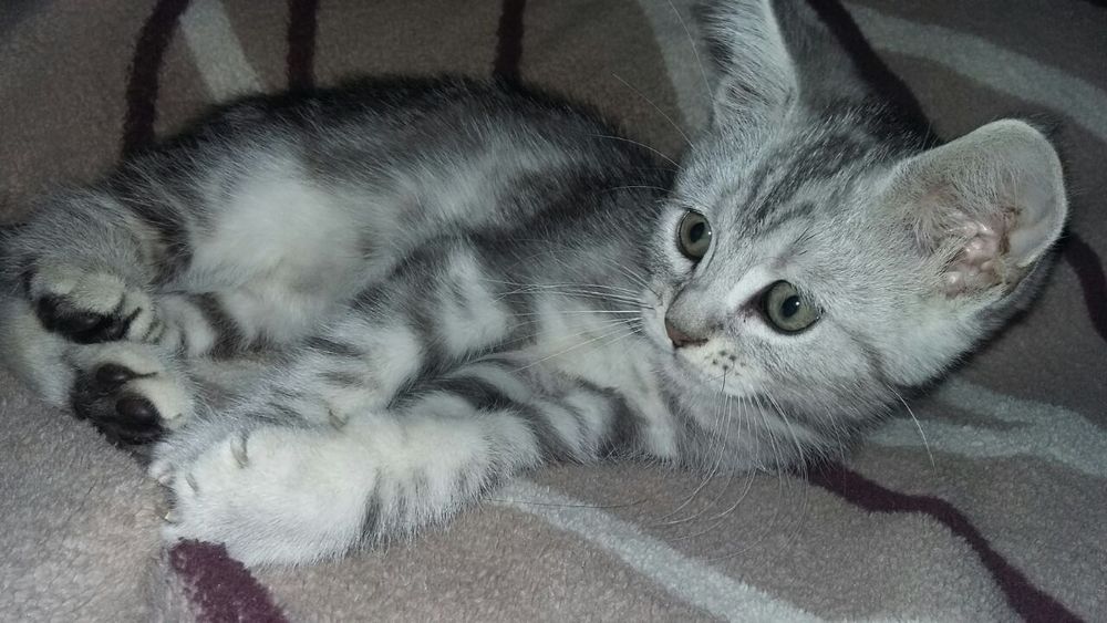 Мейн кун+скоттиш страйт.