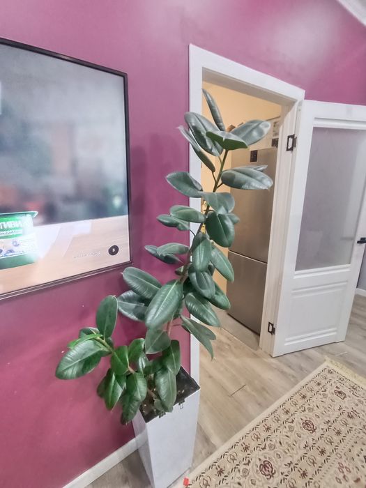 Фикус почти 2 метра