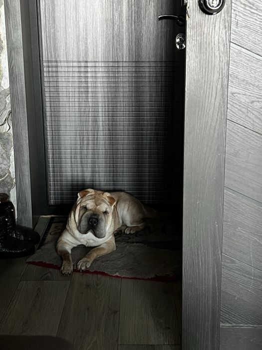 Продам в надежные руки