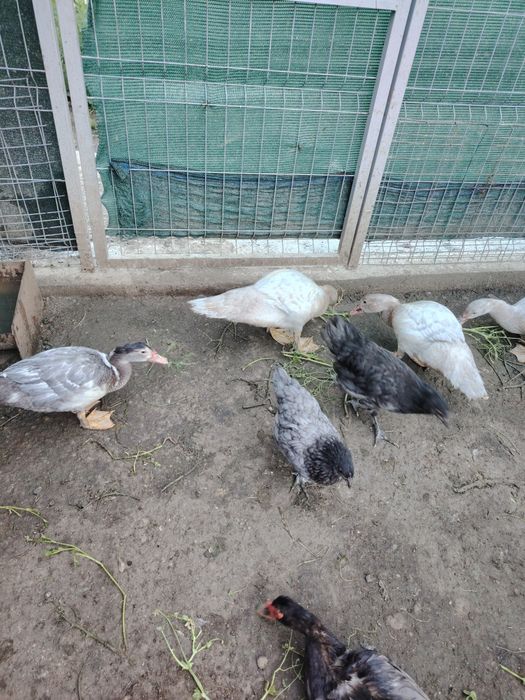 Boboci rata muta leseasca. Rate rățoi rățuște