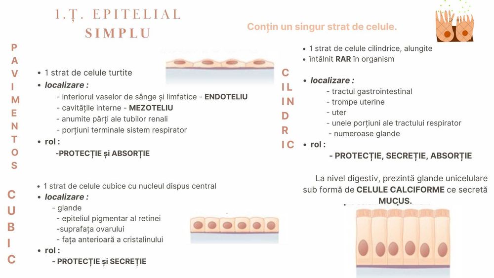 Meditatii Biologie pentru Admiterea la Medicina Generala și Dentară