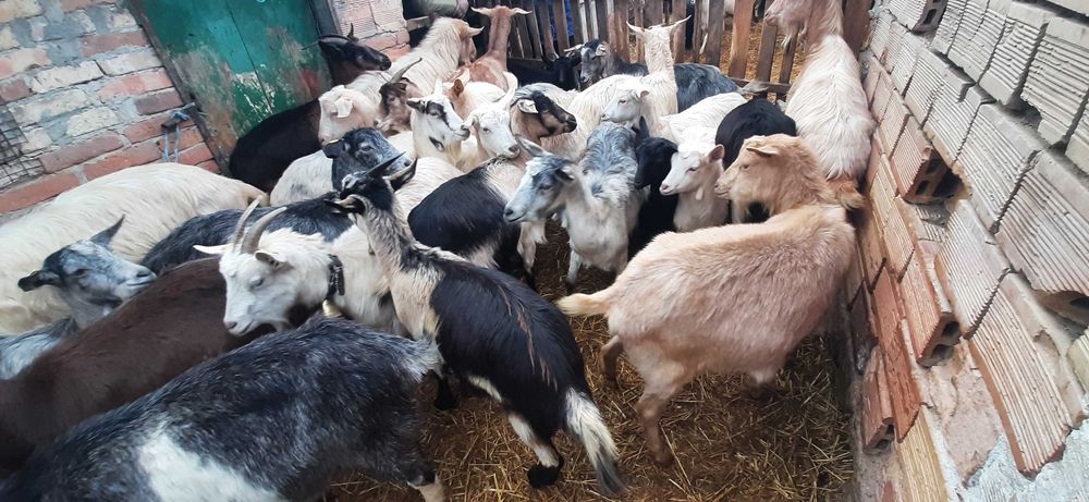 Продавам 25 млади кози