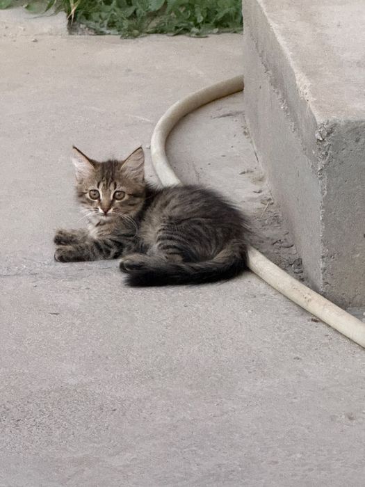 Маленький котенок