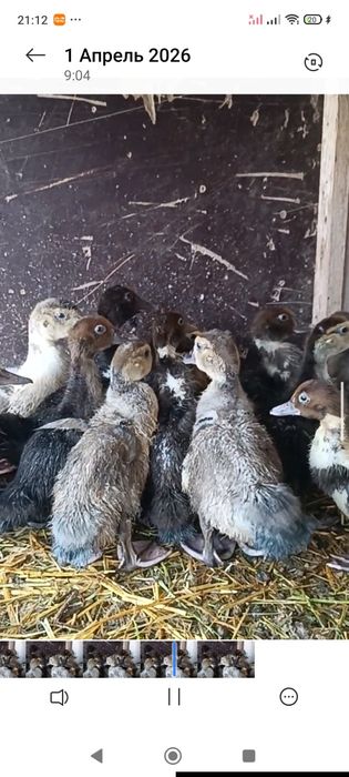 Индоутка индоутята