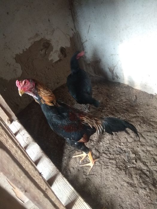 Ehtimol, Anna Zolotareva porno narsa korgan