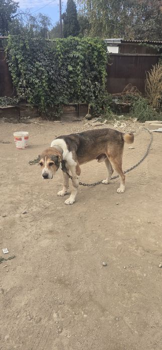 Алабай Тобет САО