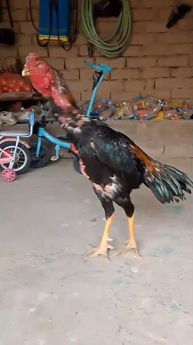 Дакан ири деу парода