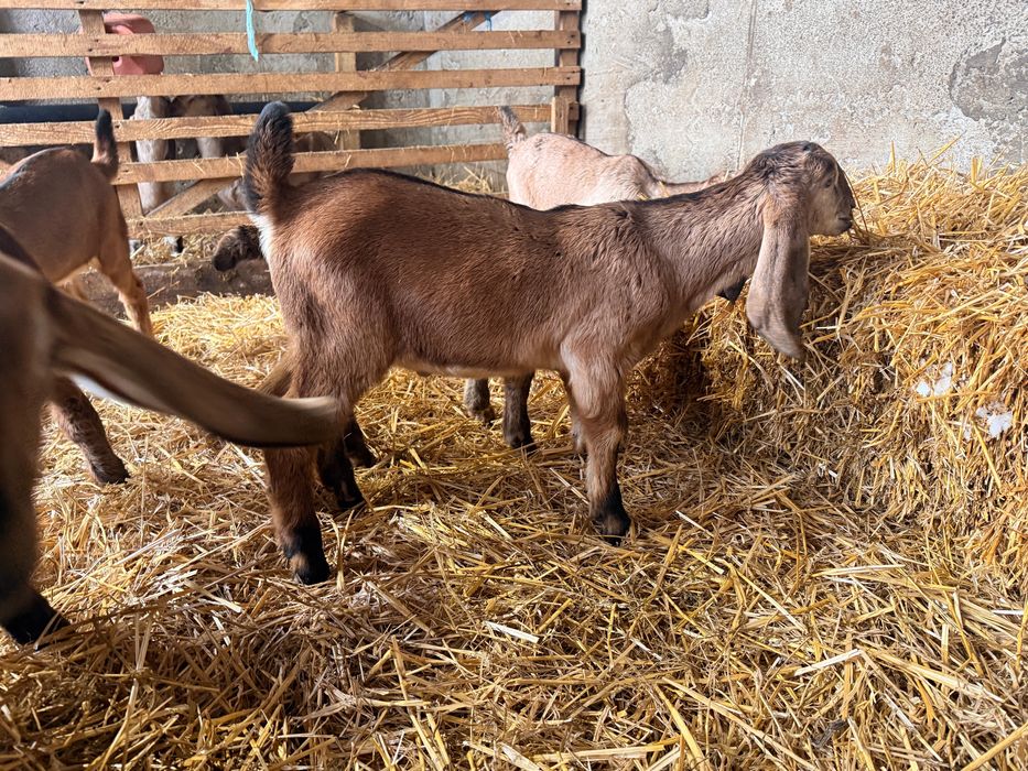 Vand tapisori ,din rasa ,Anglo Nubiana