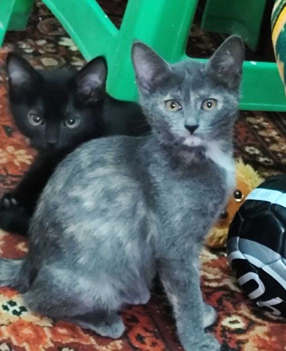 Пристраивается замечательная девочка мраморная - трехцветка