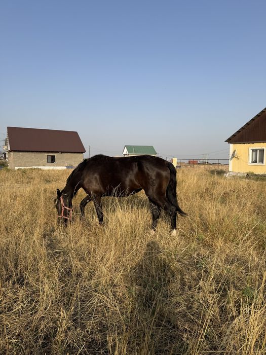 Полукровный Бие жуас