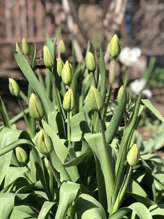 Домашние тюльпаны с грядки