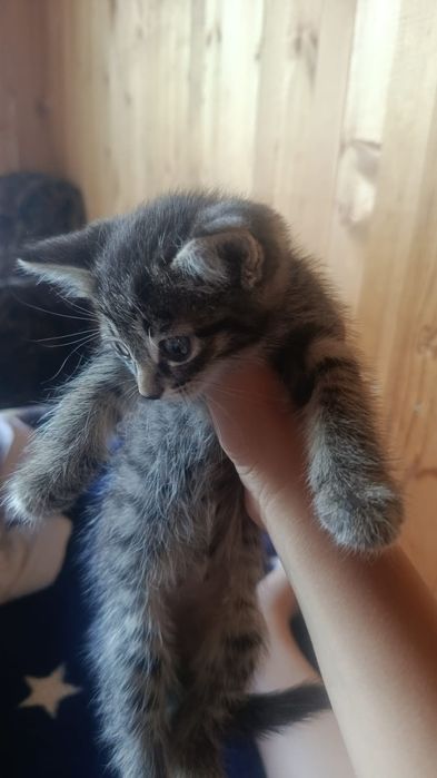 Отдам котят даром
