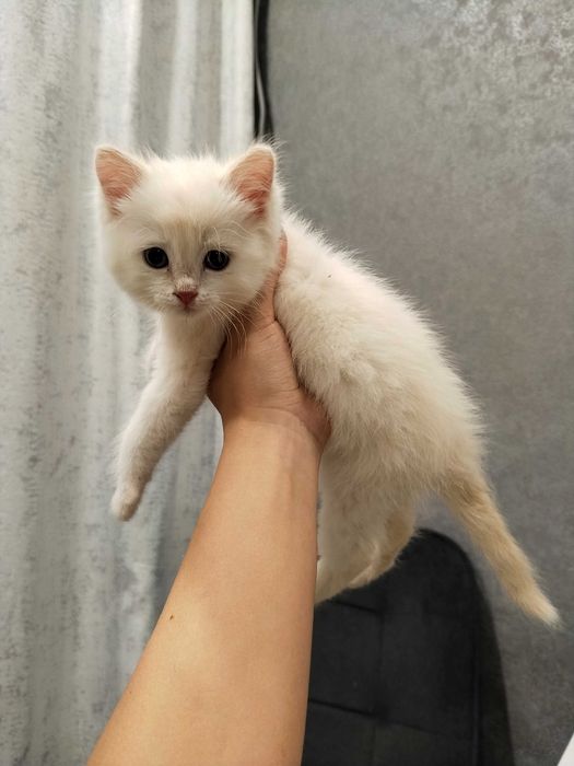 Белый котенок (девочка)