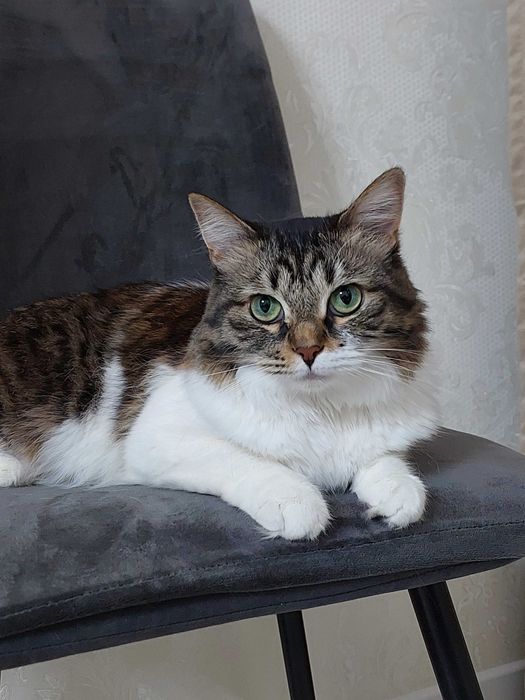 Отдам кошку в добрые руки