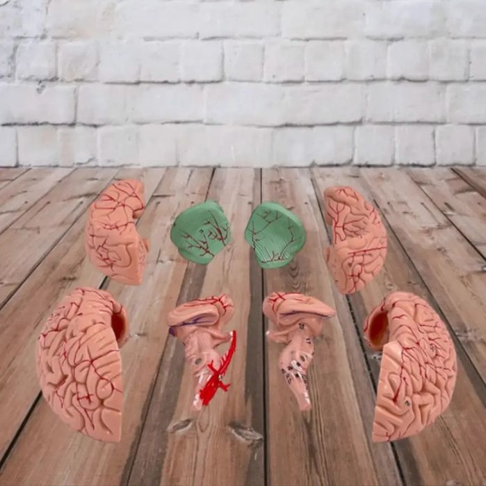 Муляжи Анатомические Макет Мозг головного мозга бош мия Mulyaj Miya