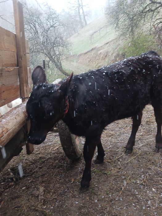 Vând 2 vitele de augus  și 1 vitel stean