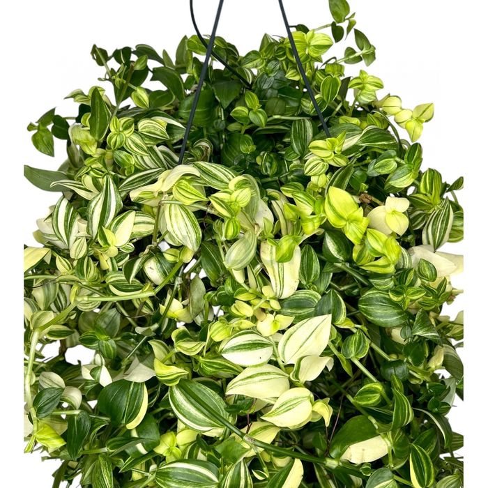 Традесканция Yellow Hill (Tradescantia ‘Yellow Hill’) — 25 см