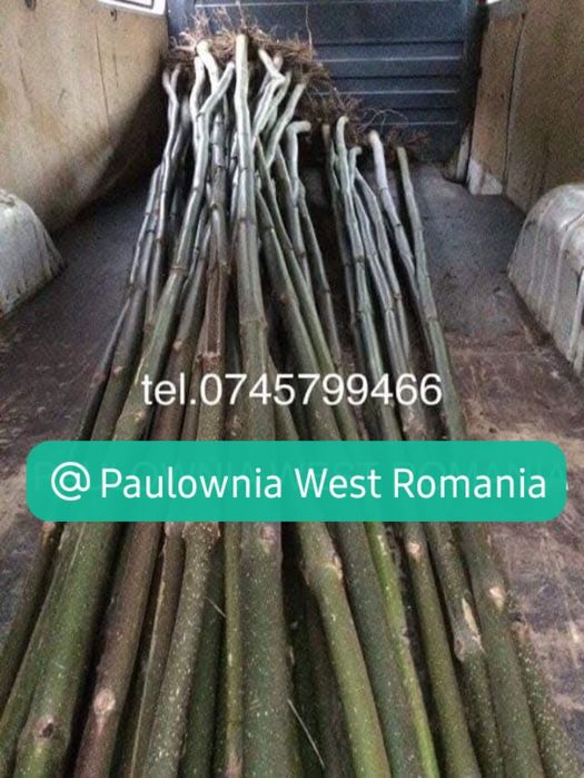 Trimitem în țară copăcei și butași Paulownia,creștere rapidă 3-5m/an