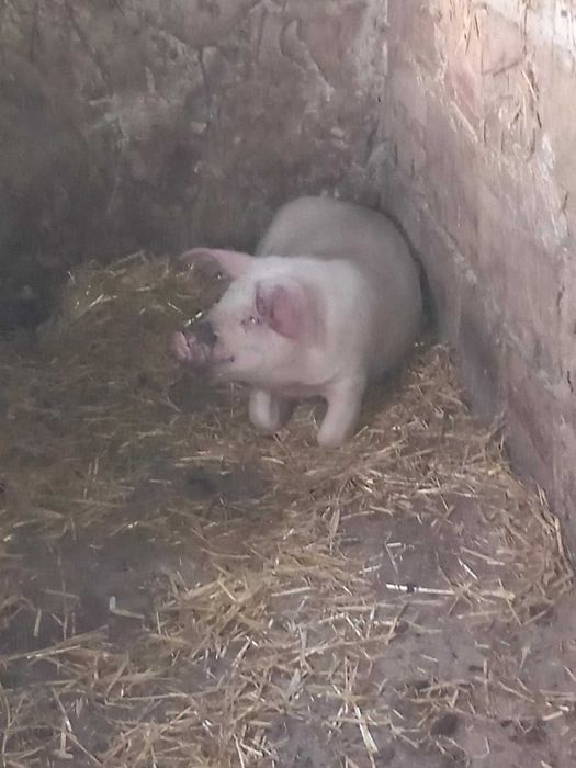 Прасе.                      .