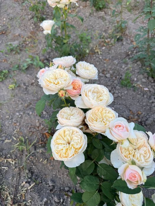 Яшил макон лойихаси учун арзон кучатлар