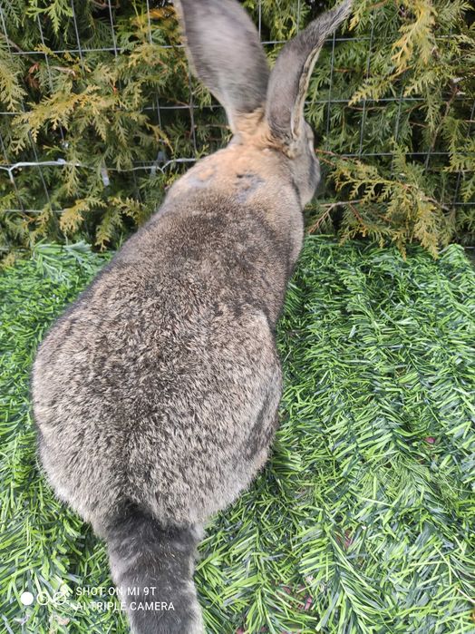 Промо Белгийски Великан--мъжки