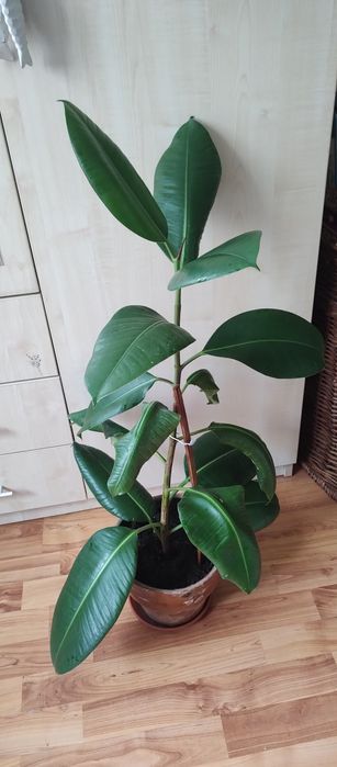 ficus, plantă decorativă superbă,pui