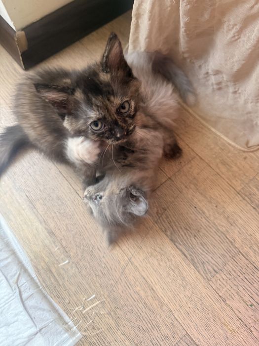 Умные и красивые котята девочки