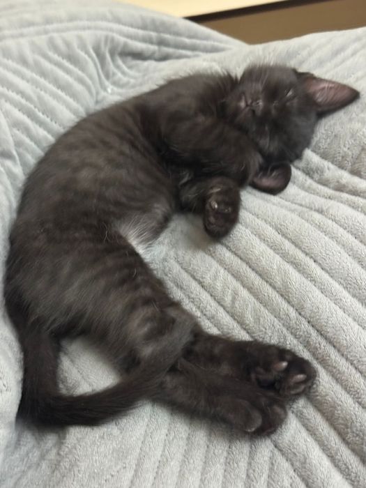 Отдам бесплатно котят